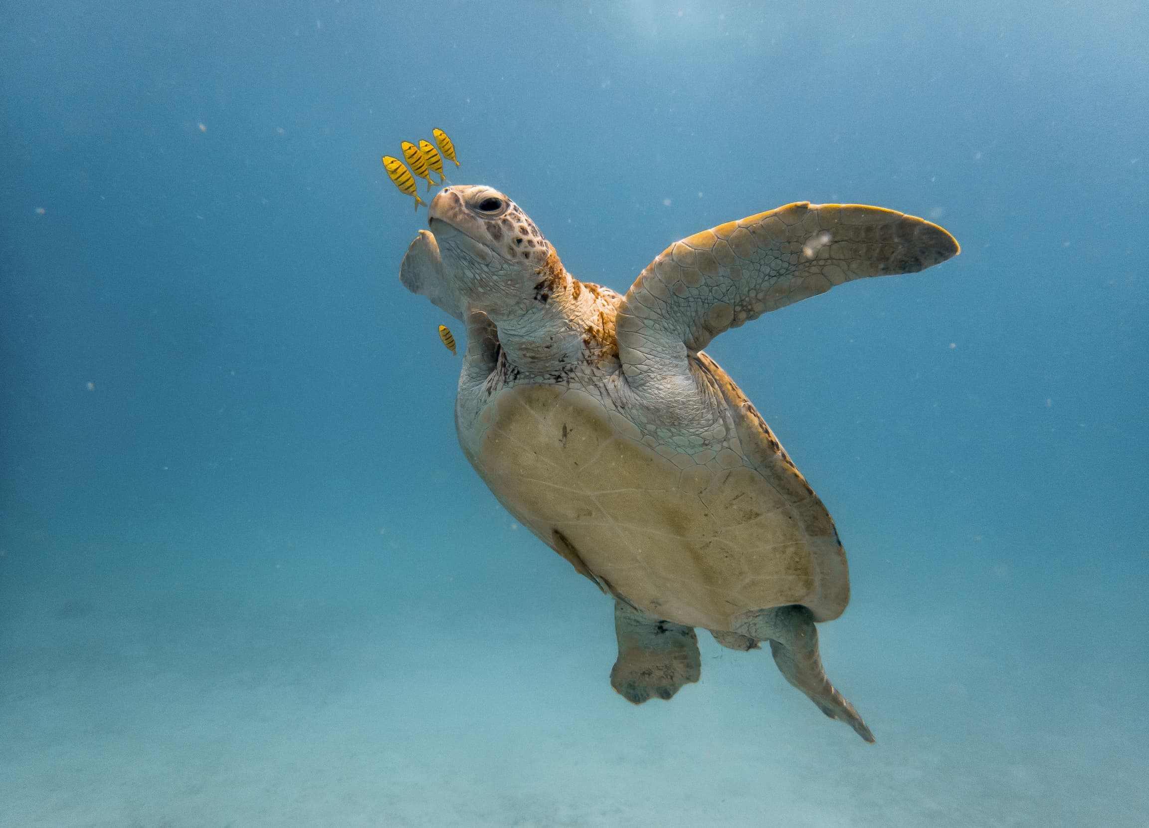 Photo of sea turtle